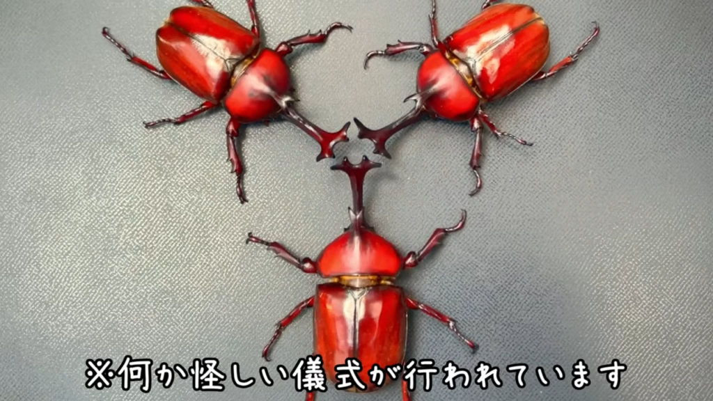 謎の儀式が行われていた様子