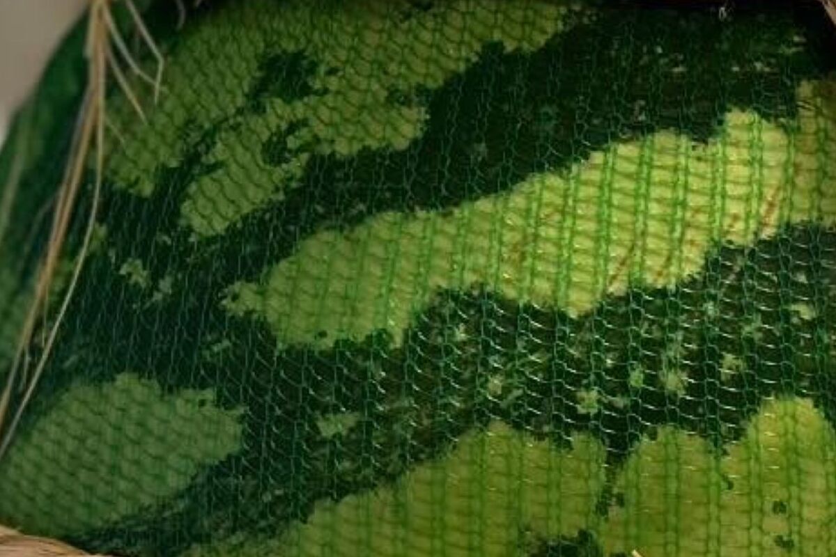 おじいちゃんから巨大スイカが届くも……　それを上回る“まさかの梱包”に「すごっ！」「江戸時代みたい」 | ライフスタイル ねとらぼ