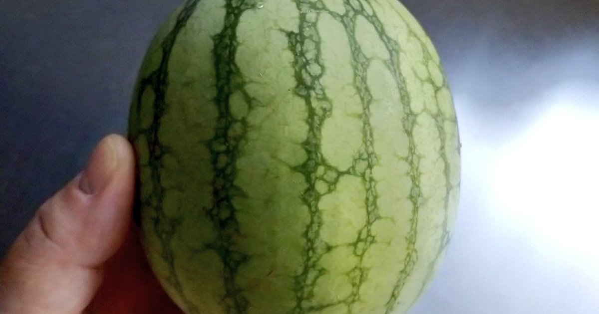 まだ約10センチのスイカ、茎が枯れてしまい収穫→期待せずに切ったら……　まさかの中身が700万表示　「わぁ！」「全部これがいい」（1/2） | グルメ ねとらぼ