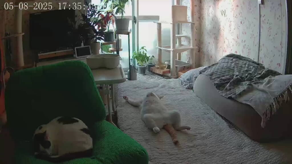 人間のように“大の字”でくつろぐふーちゃん
