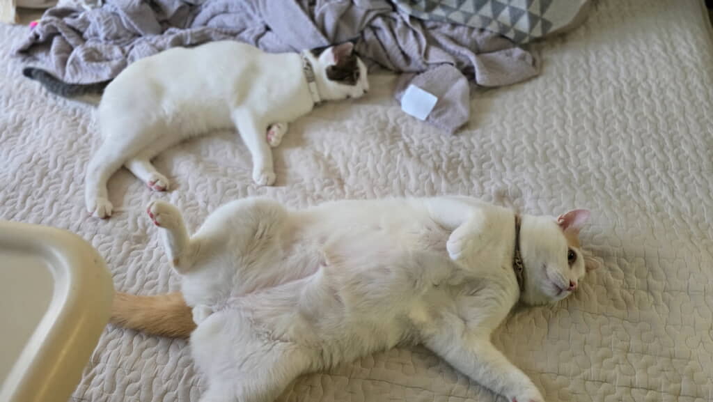 次の日の朝もあお向けのくーちゃん