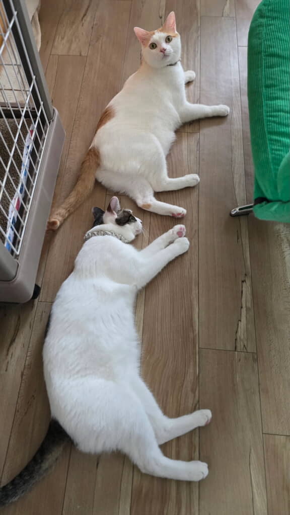 「こうやって見ると体格差あんまりないですが7キロと5.5キロ」