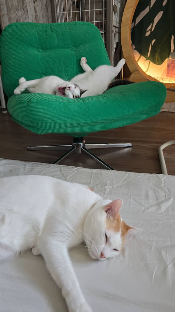 まろちゃんの大あくび