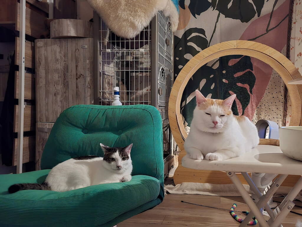 夜の過ごし方　かわいいこたちと