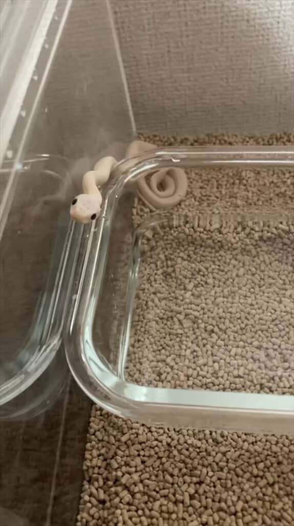 hatsukoi1919さんが一緒に暮らしているコーンスネーク