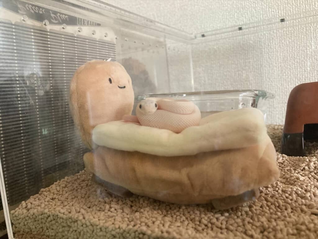 ベッドで休憩する姿。かわいい……