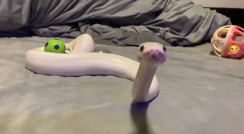 おめめクリクリ