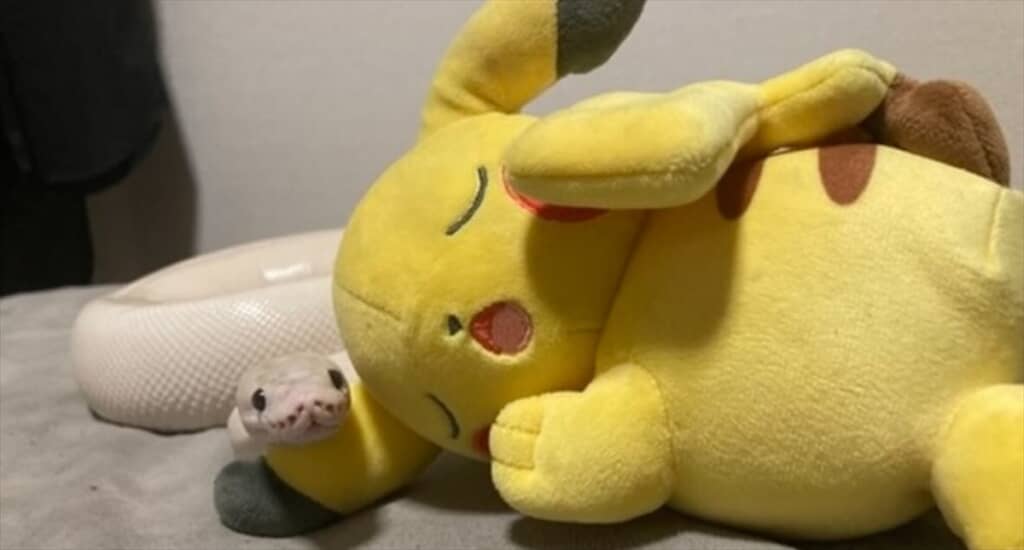 ピカチュウと添い寝