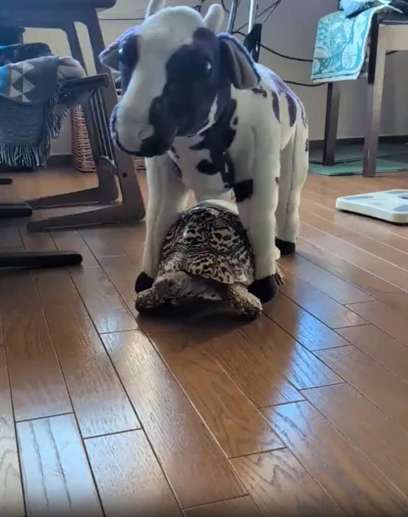 牛のぬいぐるみと……カメさん!!!!