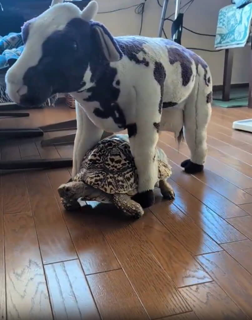 ドンちゃん＆牛さんは朝のお散歩中でした