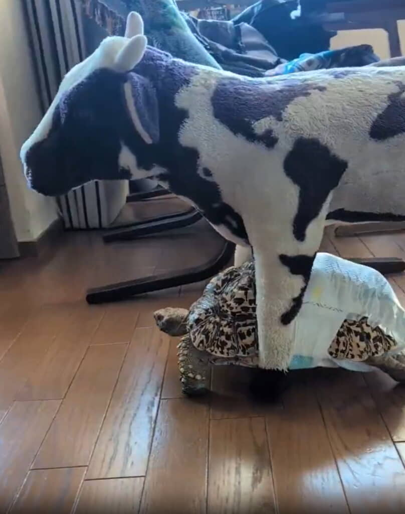 おむつ姿もあいらしい