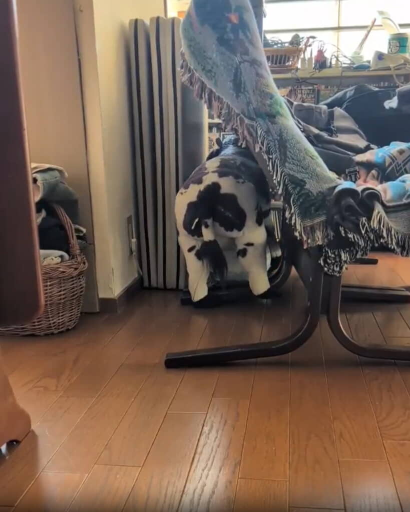 牛さんがつっかかってるよ……！