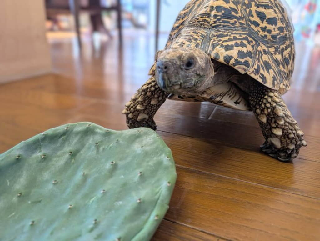 カメ友さんからサボテンをもらったときのドンちゃん