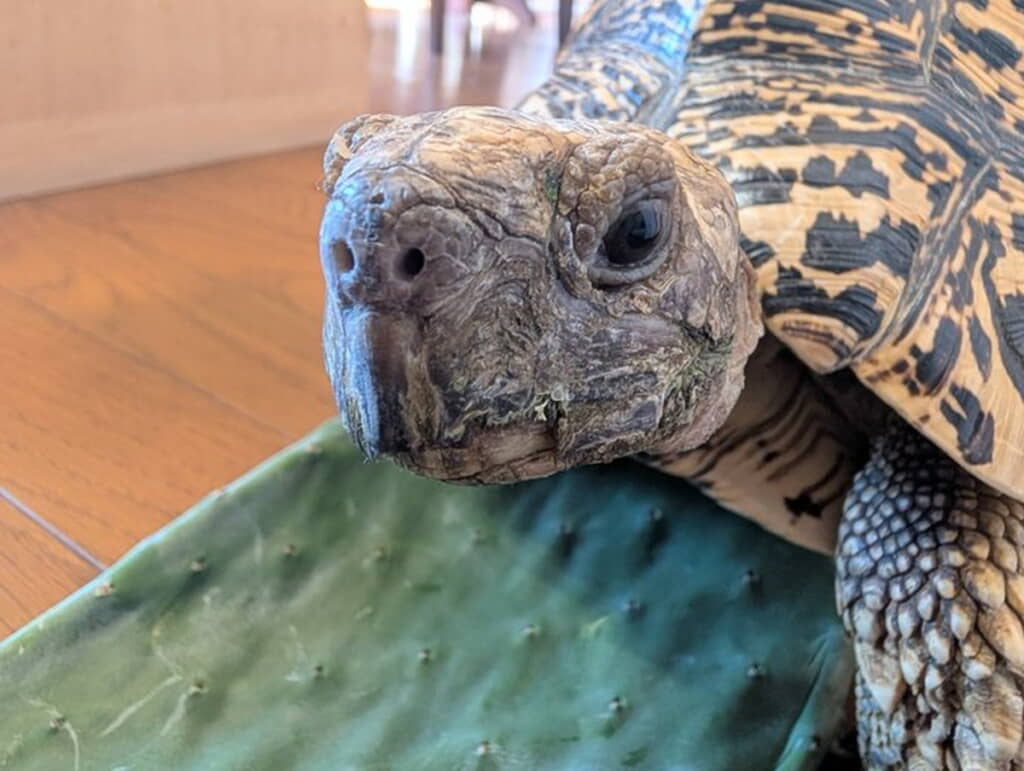 とりあえずカメラ目線