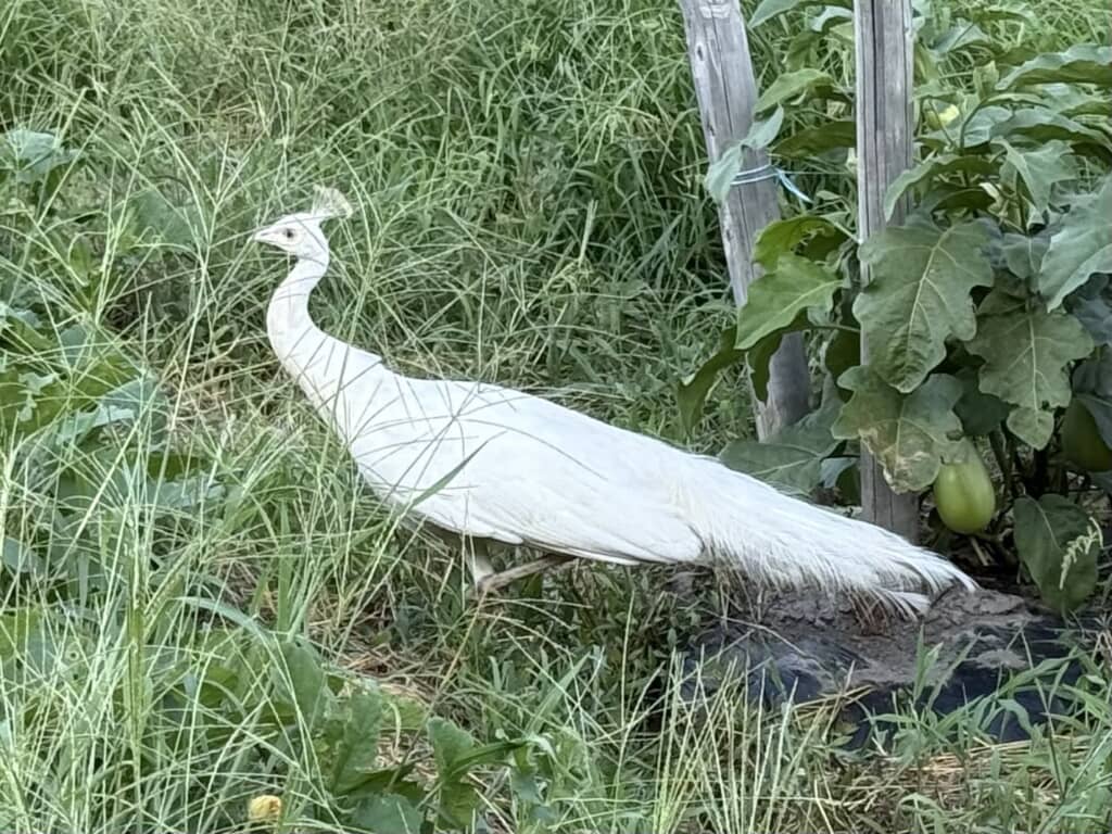 草むらの中でたたずむ全身真っ白なクジャク。