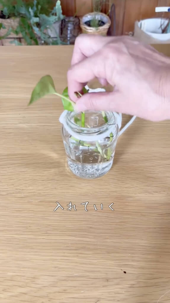 水と植物を入れたら……