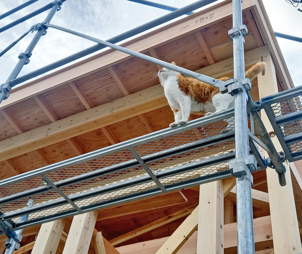 上棟式にもやってきて現場をチェックする猫ちゃん