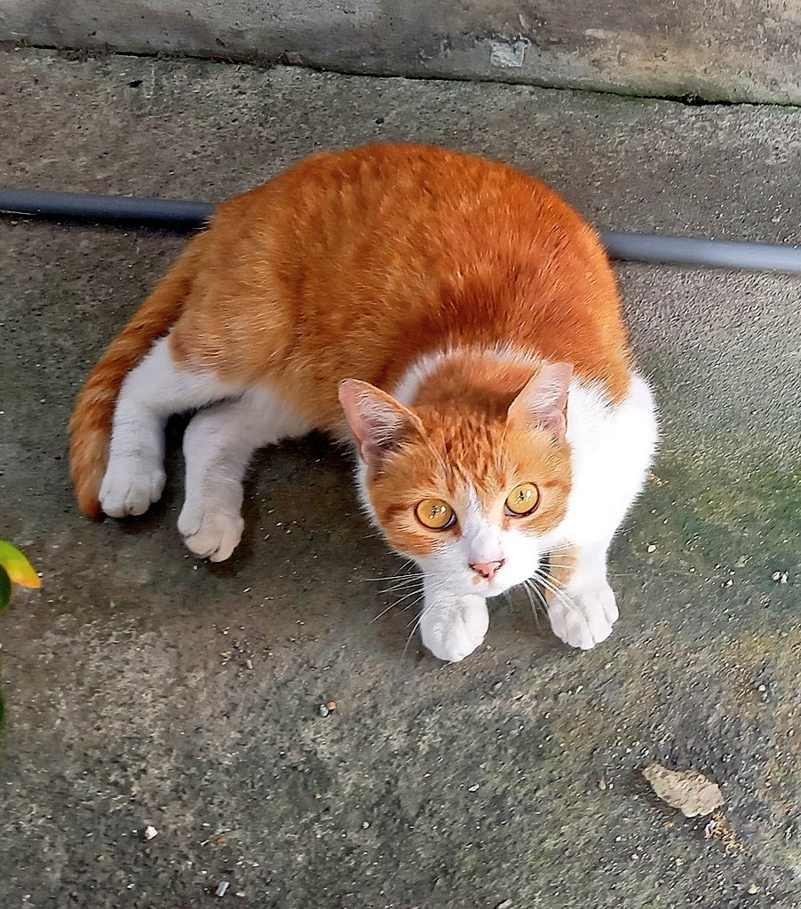 きれいなお目々の猫ちゃんです