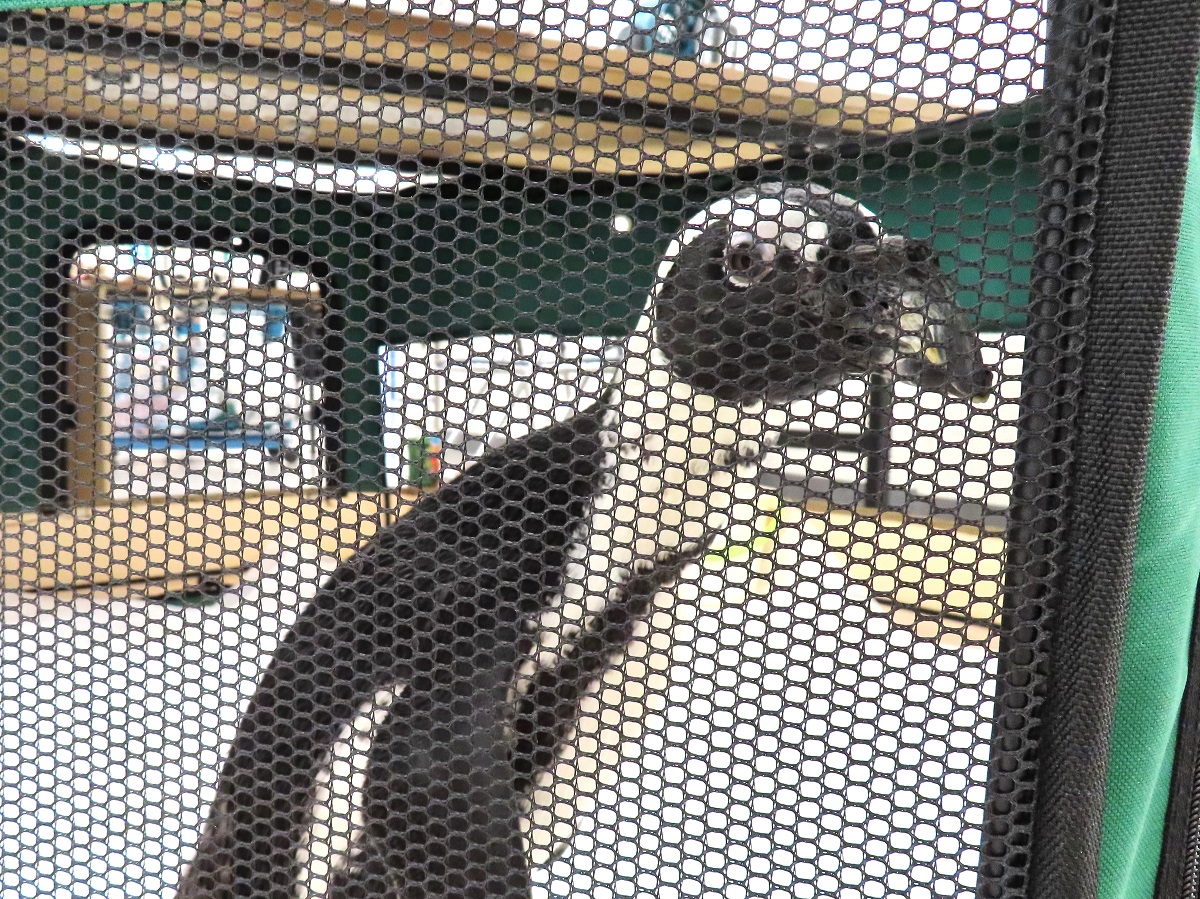 ケープペンギンの「タンク」くん