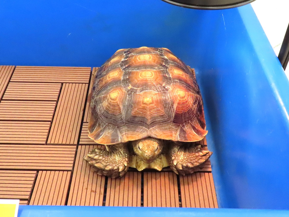 スタンバイ中のたわしさん