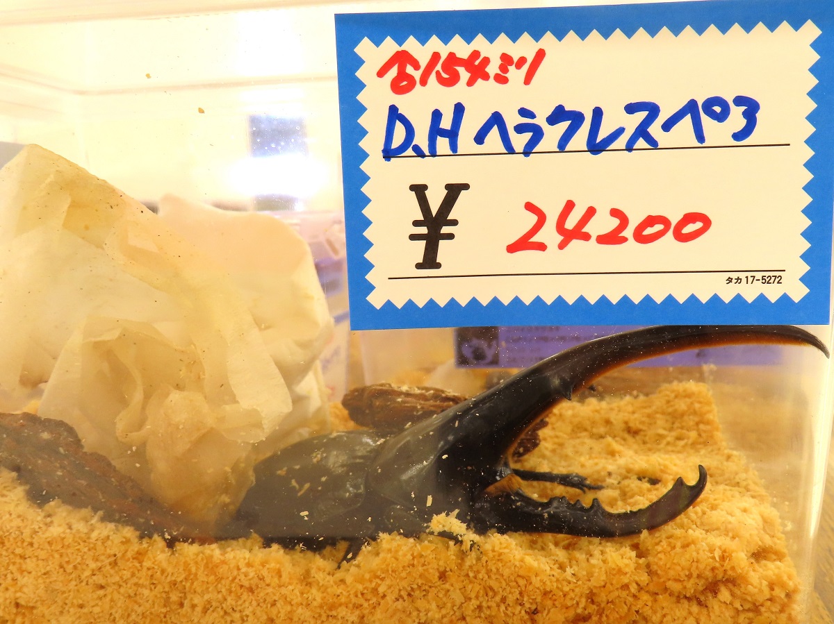 珍しい生き物の販売、展示も