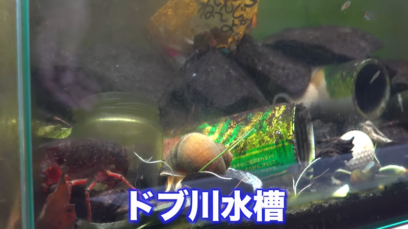 こちらがドブ川水槽