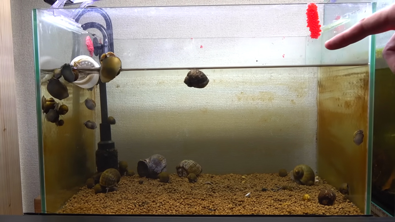 右上のピンク色の物体がジャンボタニシの卵です