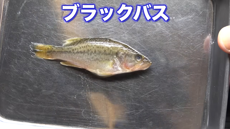 ブラックバスの幼魚を水槽に投入してみます