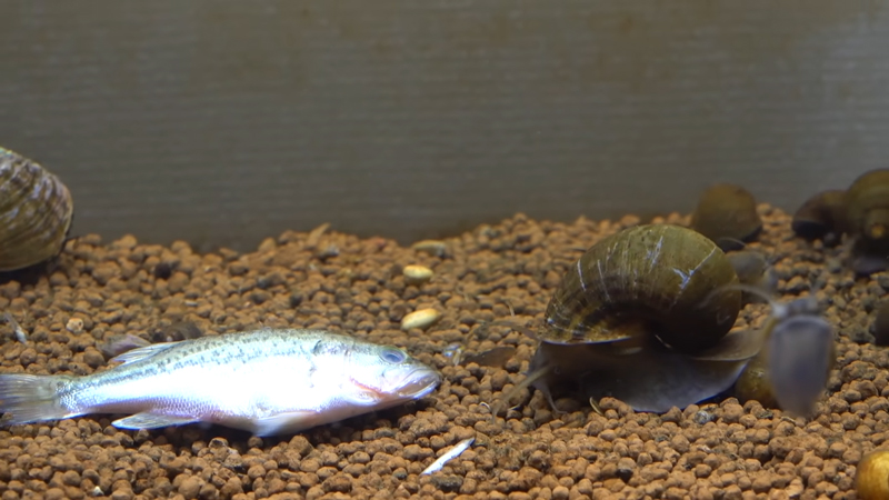 早速ジャンボタニシが近付いてきました