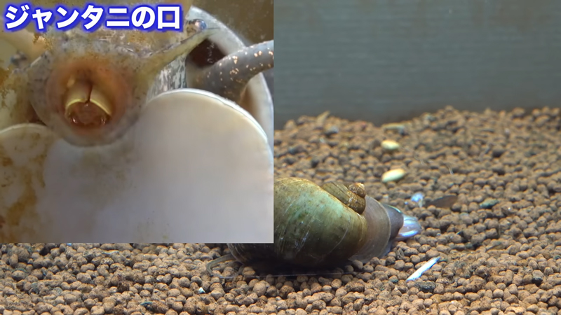 ジャンボタニシの口元、なかなか強そうです