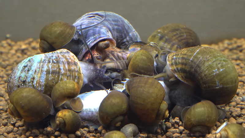 ブラックバスに群がるジャンボタニシたち