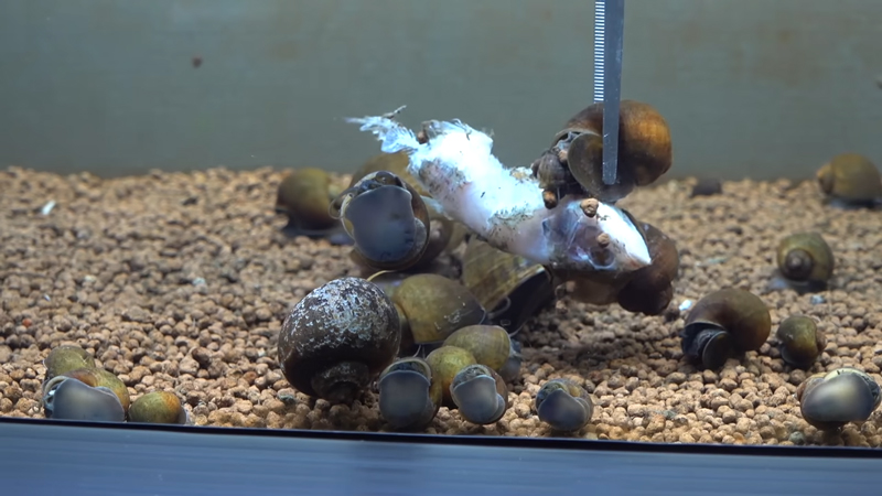 3時間後には柔らかい部分が食べつくされていました