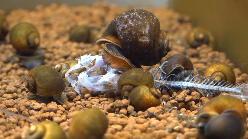 翌日、ブラックバスはすっかり骨になっていました