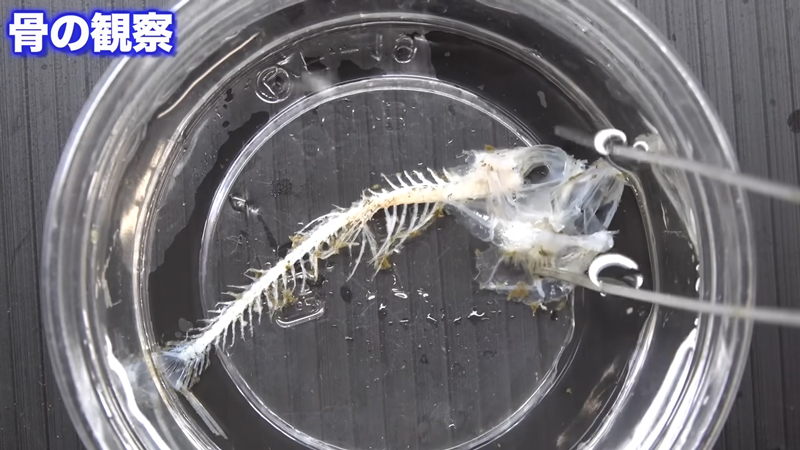 ブラックバスは骨格標本のようになっていました