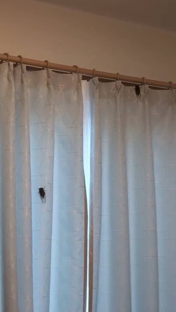 1匹、そして2匹……まだいる!?