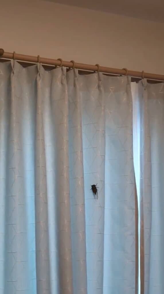 室内にセミが……!?