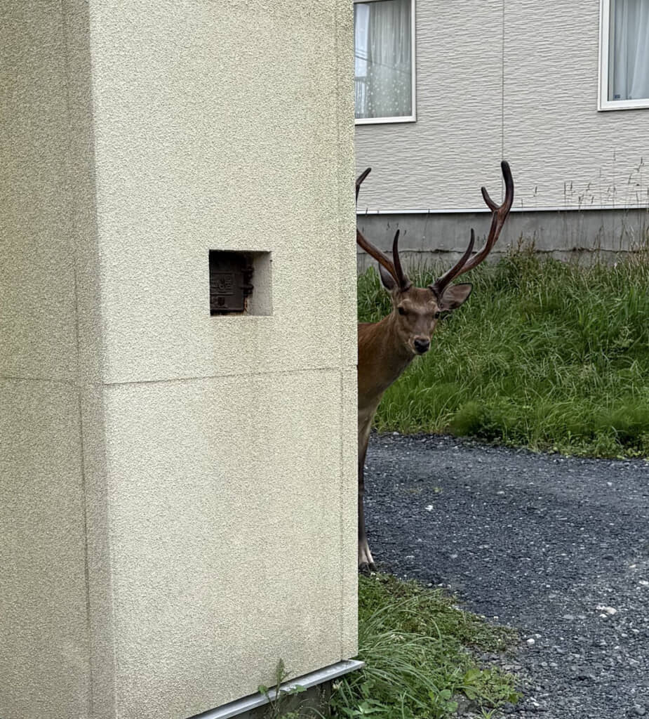 曲がり角で出くわしたエゾシカ。投稿者の見立てでは3歳くらいだそうです