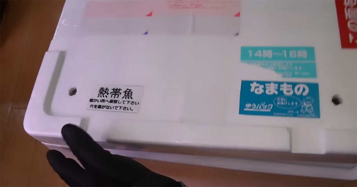 1匹6300円でお迎えした“スーパースター級”熱帯魚→1年育てたら……　興味深い変化に「めちゃくちゃいいですね！」（1/3） | その他生き物 ねとらぼ