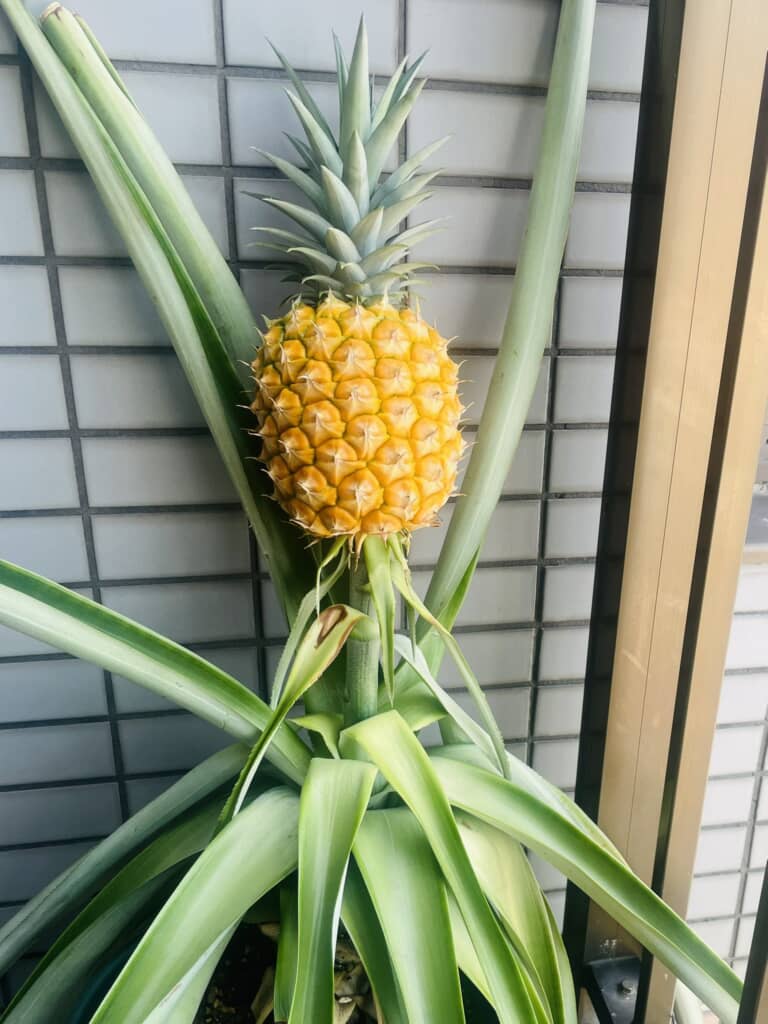 立派に実ったパイナップル