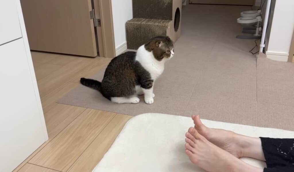 ママさんを起こしたいぽこ太郎くん