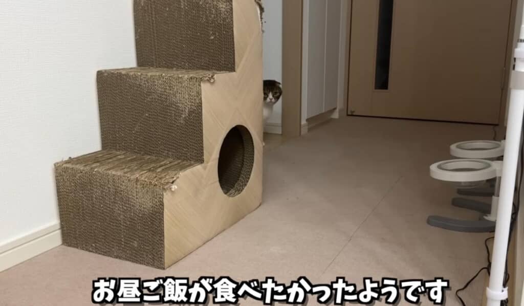 どうやらお昼ごはんが食べたかったようです