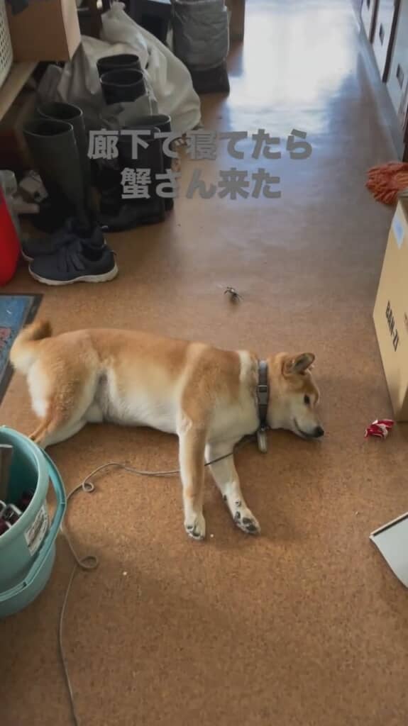 暑さのため廊下で寝ていたワッチくん