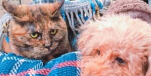 犬を見つめる猫