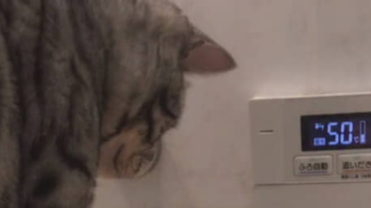 飼い主が入浴中、愛猫が何かを見つめ続け→次の瞬間……「ちょっ！」　衝撃の行動に「想像以上」「全集中してるね」（1/3） | 猫 ねとらぼ