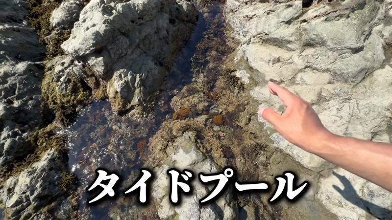 過酷な環境ながら、たくさんの生き物が生息している「タイドプール」
