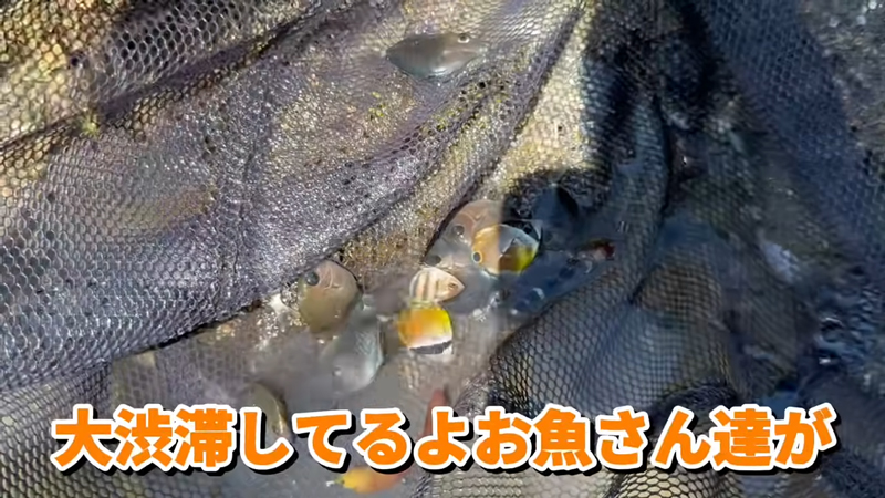 ひとすくいで大量の魚が