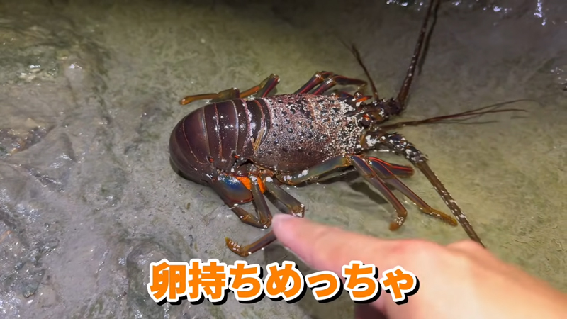 大きなイセエビと遭遇しました