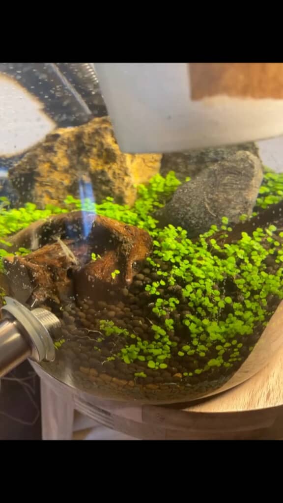 ミナミヌマエビを水槽へ