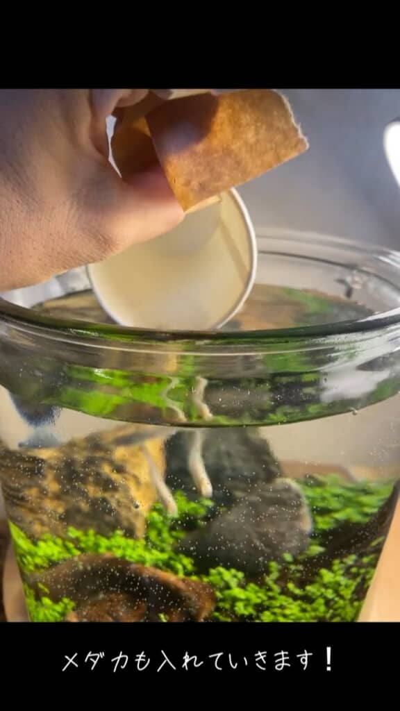 メダカも入れます