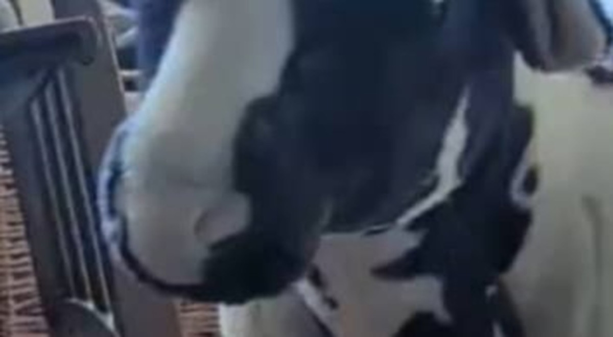 早朝のリビングで物音→見に行くと……　絶対に誰も想像できない“衝撃の光景”が163万表示「シュール」「状況謎すぎ！！」（1/3） | その他生き物 ねとらぼ